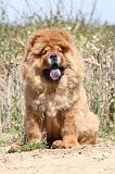CHOW CHOW 188
